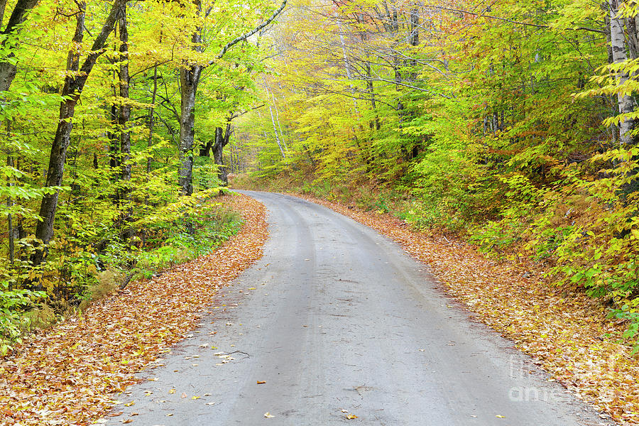Sawyer River Road - Livermore, New Hampshire Photograph by Erin Paul Donovan