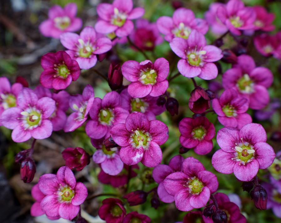 Saxifraga cluster Photograph by Jimmy Chuck Smith | Fine Art America