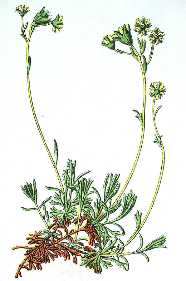 Vintage Drawing - Saxifraga moschata, Musky saxifrage, Mossy saxifrage, medicinal plant by Bildagentur-online