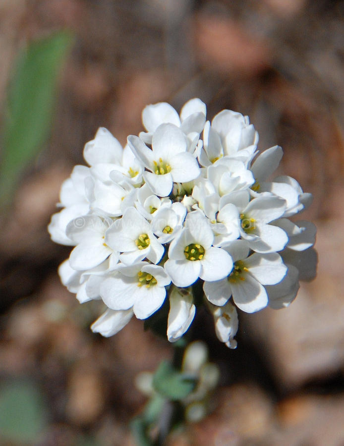 Saxifrage Wildflower in Spring Photograph by Cascade Colors