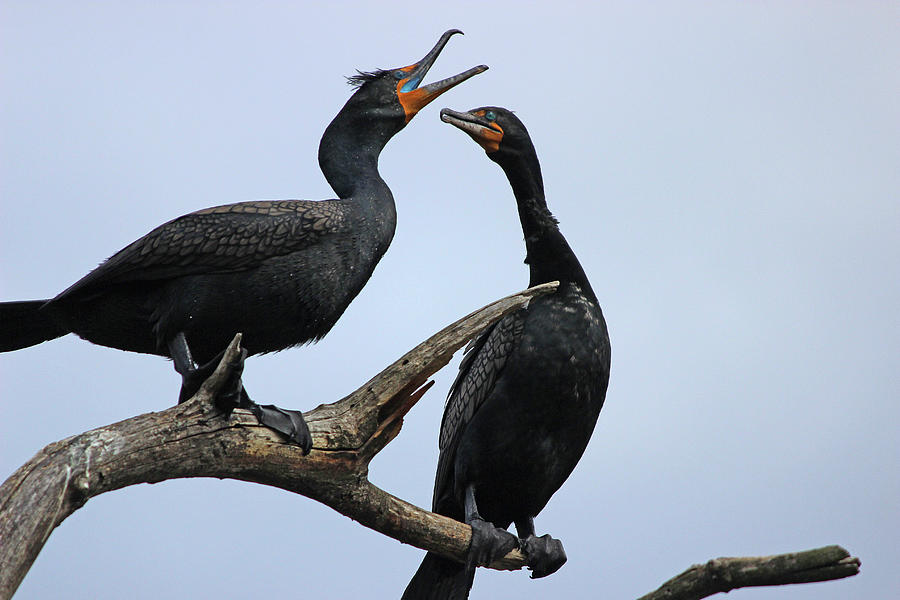 Say Ah and Let me Check by Jake Danishevsky Say Ah and Let me Check by Jake Danishevsky