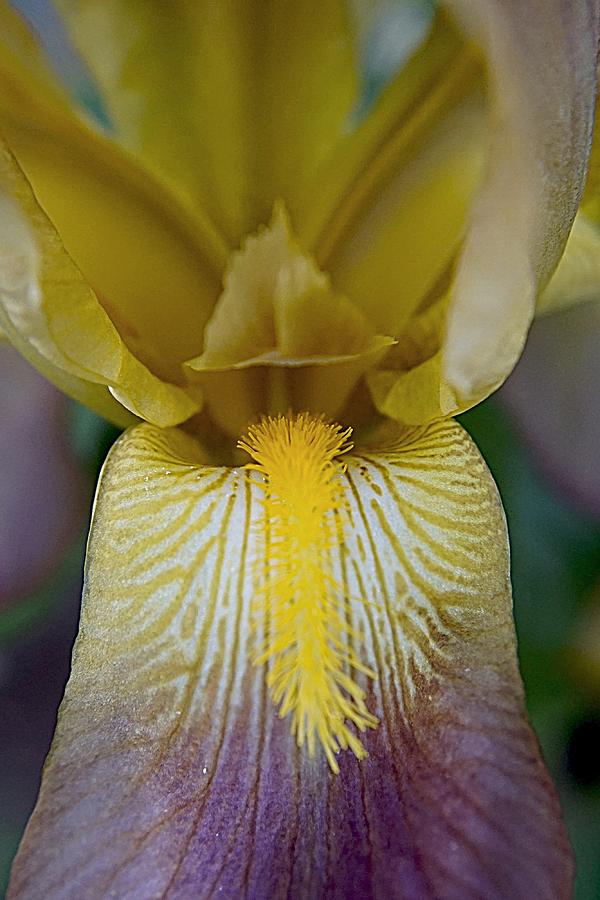 Iris Photograph - Say Ahh by Nick Kloepping