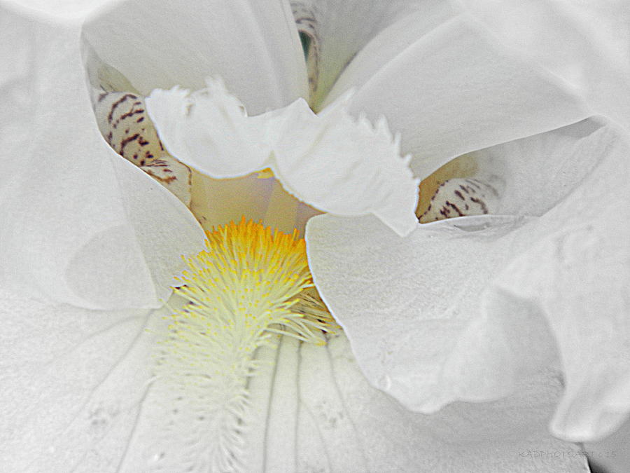 Iris Photograph - Say Ahhh Iris Series 11 by Kathy Barney