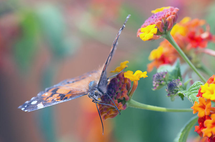 Butterfly Photograph - Say Ahhhhh by Jayne Gohr