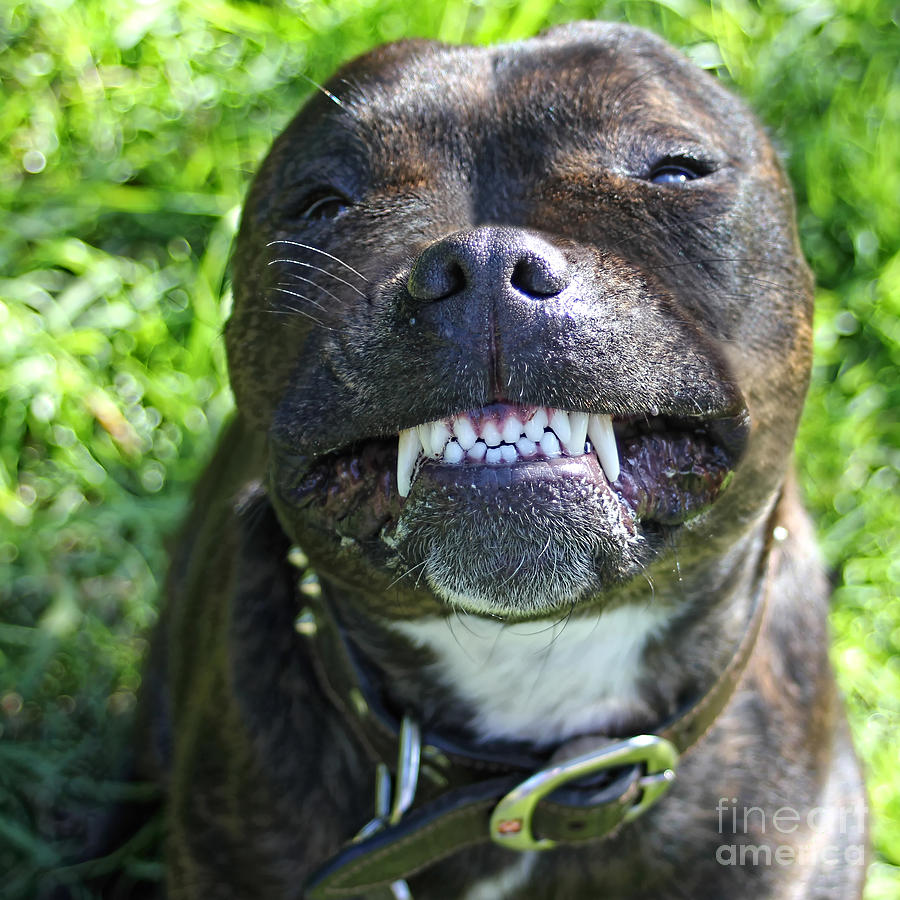 Dog Photograph - Say Cheese by Kaye Menner by Kaye Menner