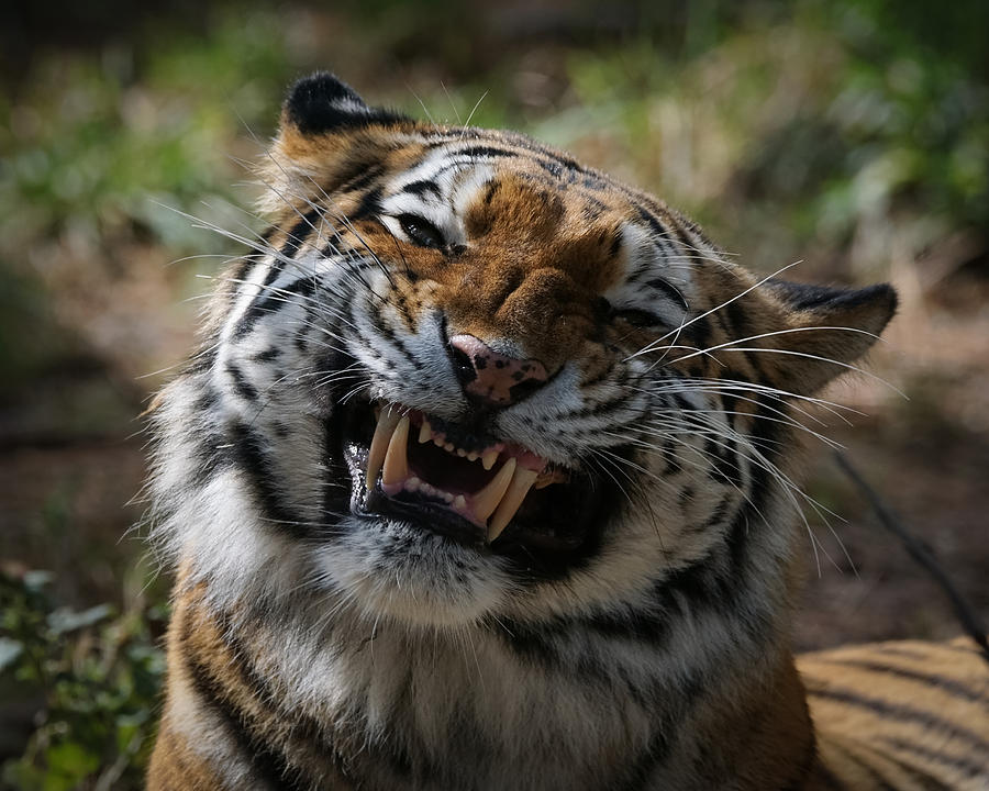 Tiger Photograph - Say Cheese by Ernest Echols