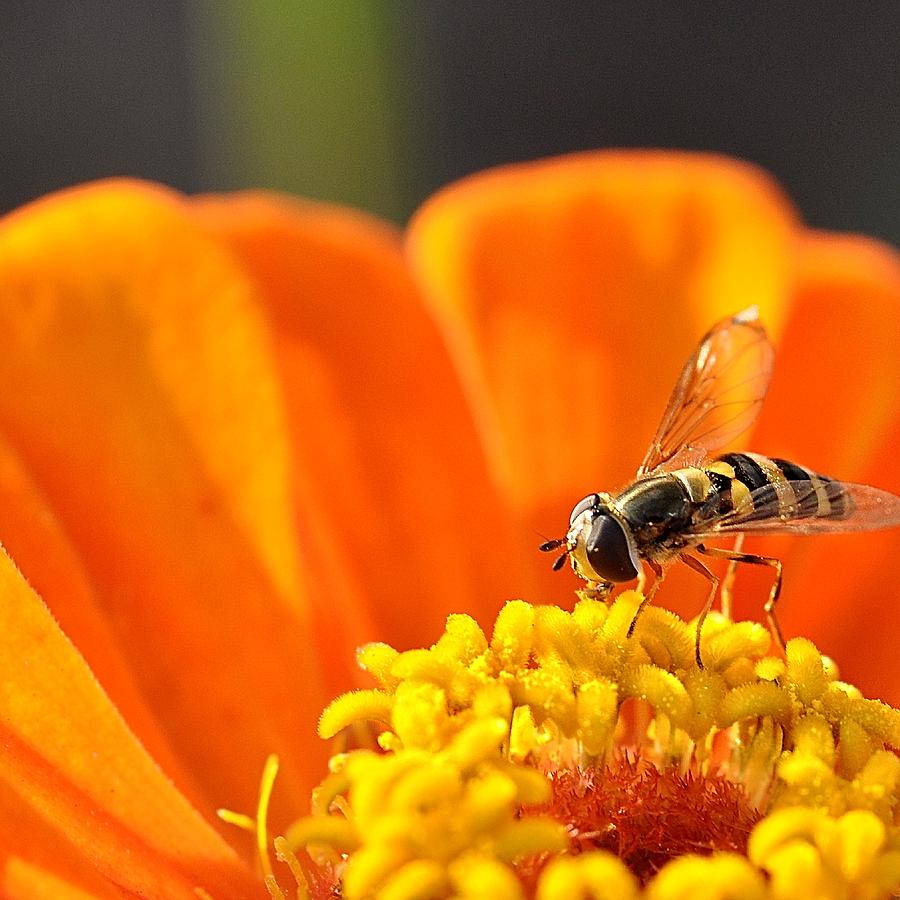 say-hello-to-my-little-friend-photograph-by-chris-fleming-fine-art