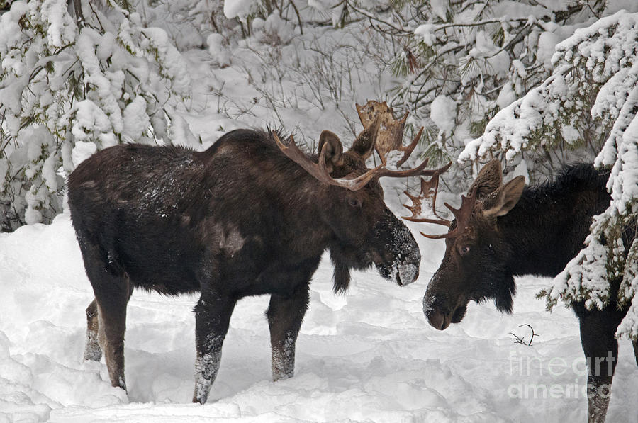 Saying Hi two bull moose Photograph by Cindy Murphy - NightVisions