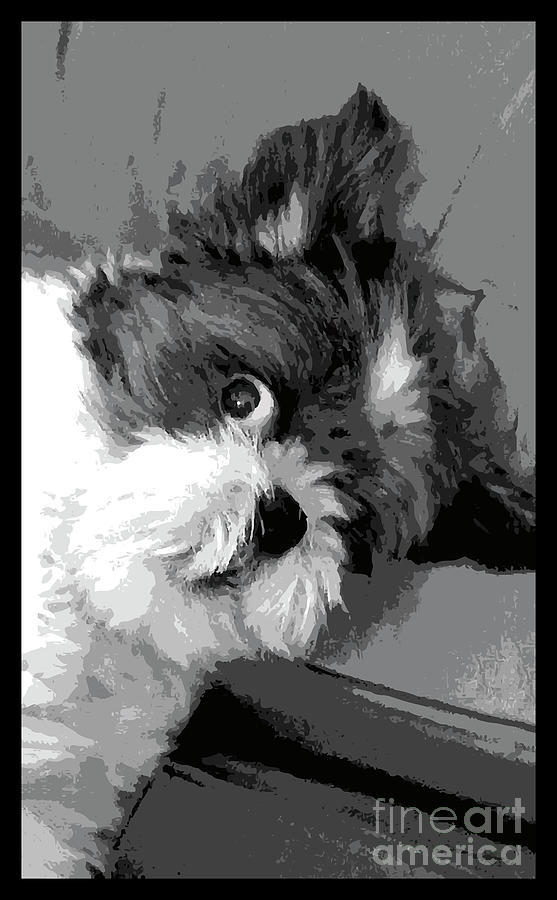 Say What? Cute Shi Tzu dog art Digital Art by Tina Lavoie