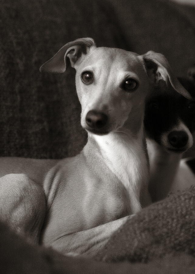 Animal Photograph - Say What Italian Greyhound by Angela Rath