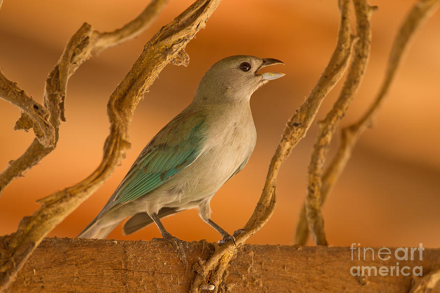 Sayaca Tanager Photograph by B.G. Thomson - Pixels