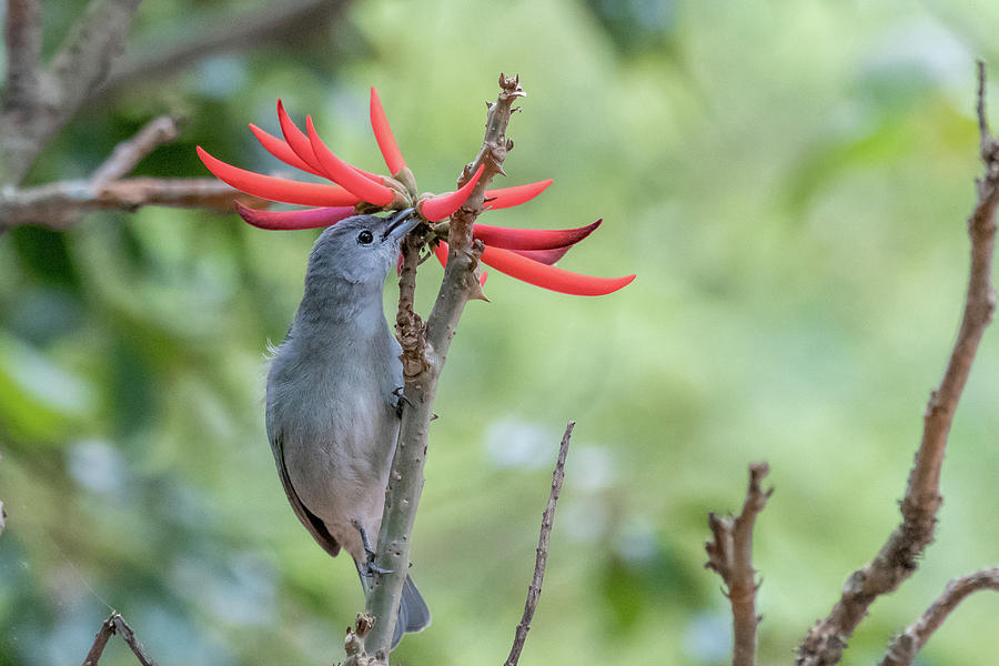 Sayaca Tanager Photograph by Mike Timmons