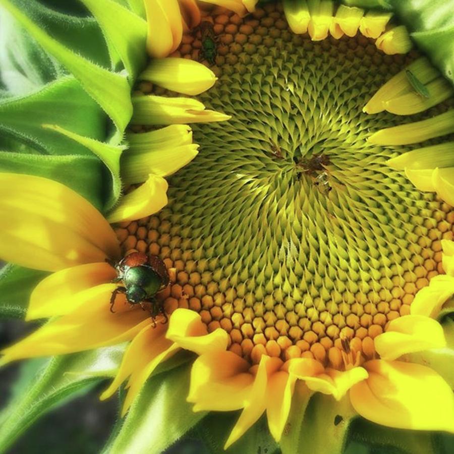 Sunflower Photograph - A Japanese Beetle Posing on a Sunflower by Phunny Phace