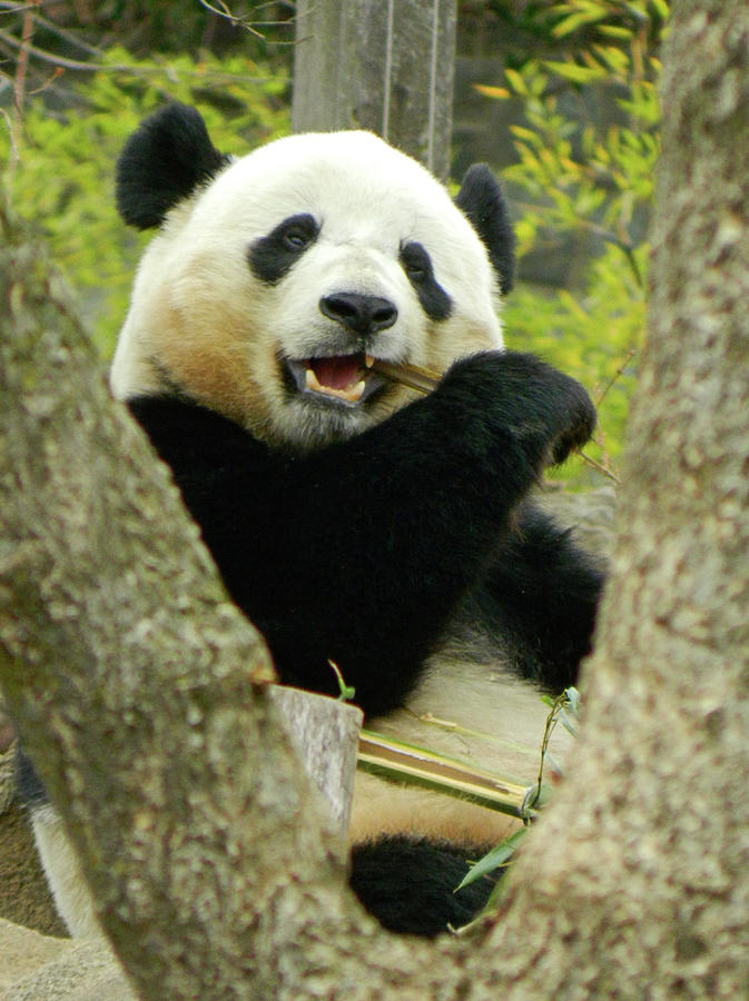 Saying Goodbye to Bao Bao the Giant Panda Photograph by Emmy Marie Vickers