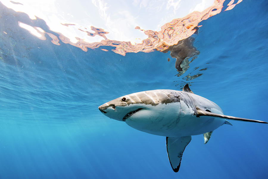 Great White Shark Photograph - Saying Hello by Shane Linke
