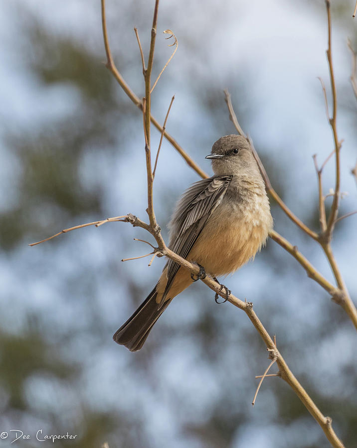 Say's Phoebe Photograph by Dee Carpenter - Fine Art America