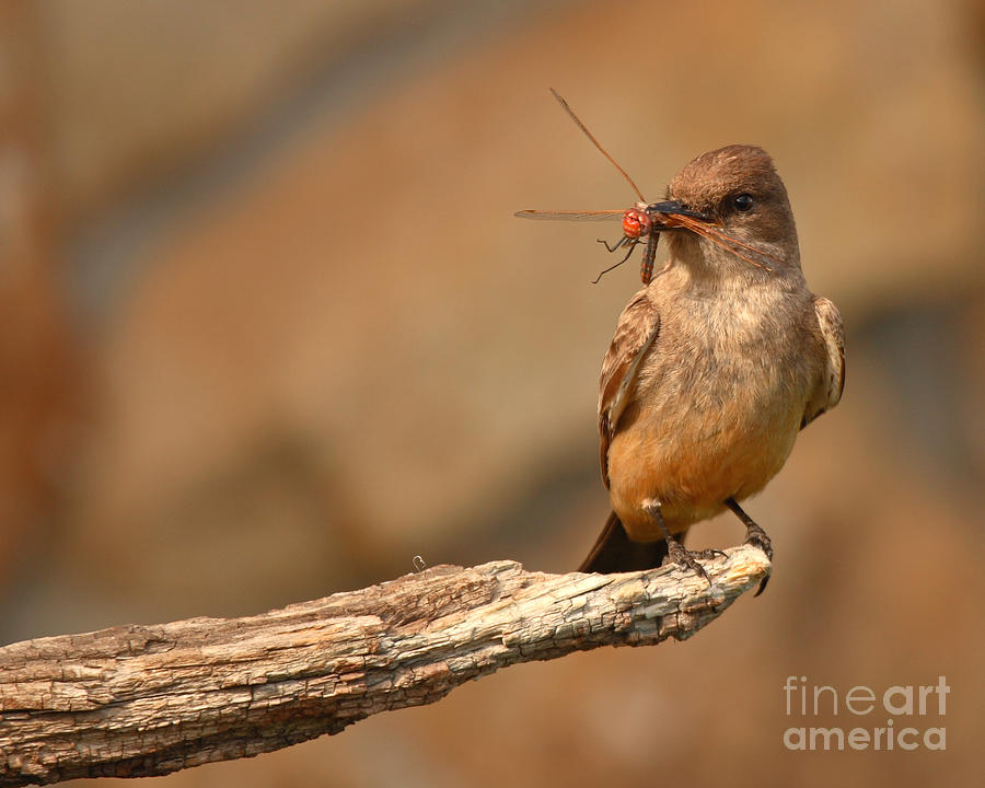 Says Phoebe Grasping Freshly Caught Red Dragonfly In Beak Photograph by Max Allen