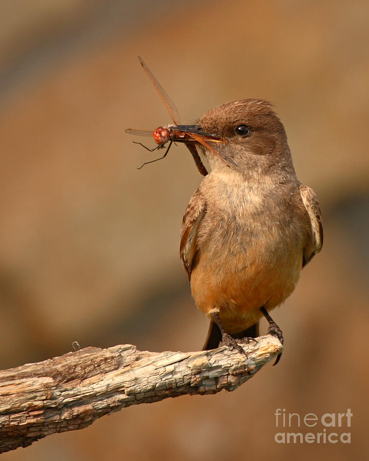 Flycatcher Photograph - Says Phoebe Pausing With Freshly Caught Red Dragonfly In Beak by Max Allen