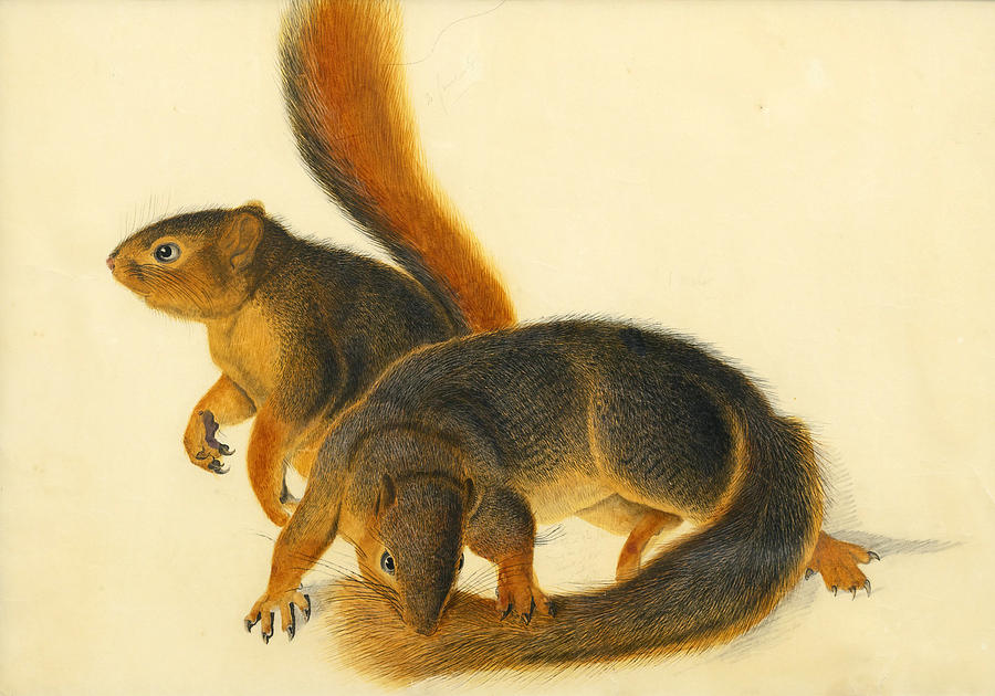 Says Squirrel Painting by John James Audubon