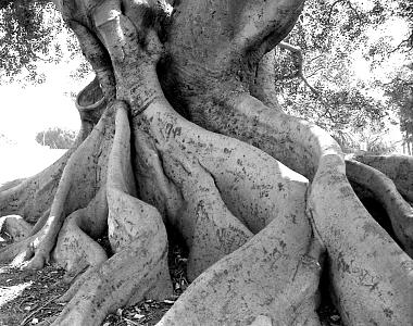 SB Tree Photograph by Margaret Knight SB Tree Photograph by Margaret Knight