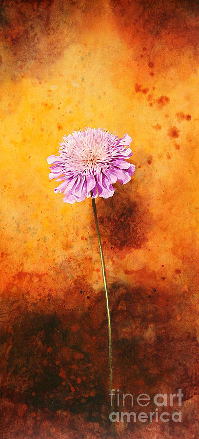 Scabious Painting by MGL Meiklejohn Graphics Licensing