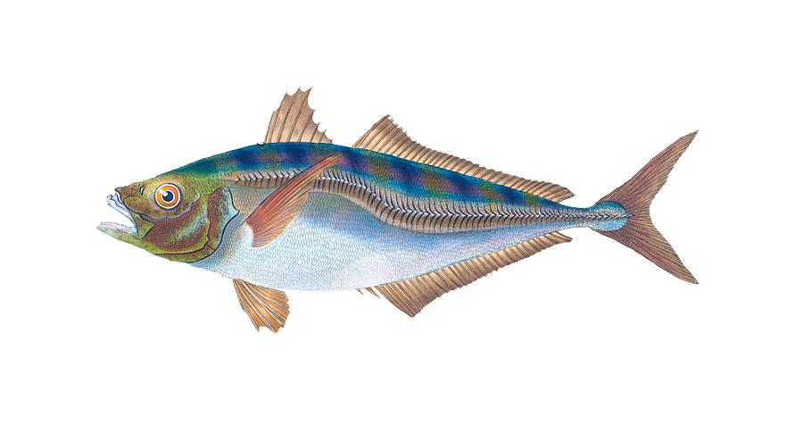 Scad Fish Digital Art by Roy Pedersen