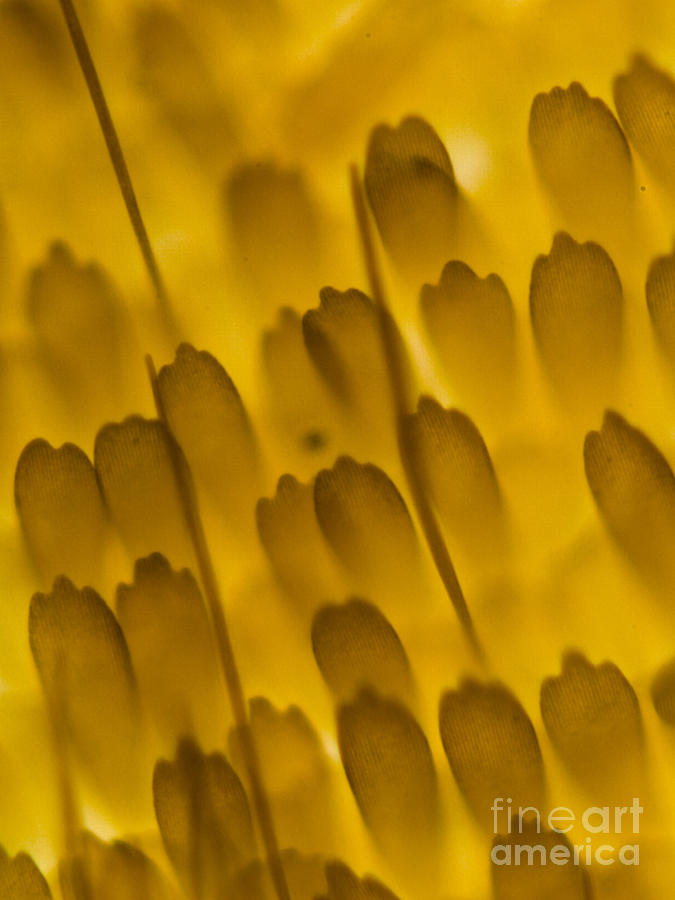 Scales Of A Butterfly Wing, Lm Photograph by Rubn Duro/BioMEDIA ASSOCIATES LLC