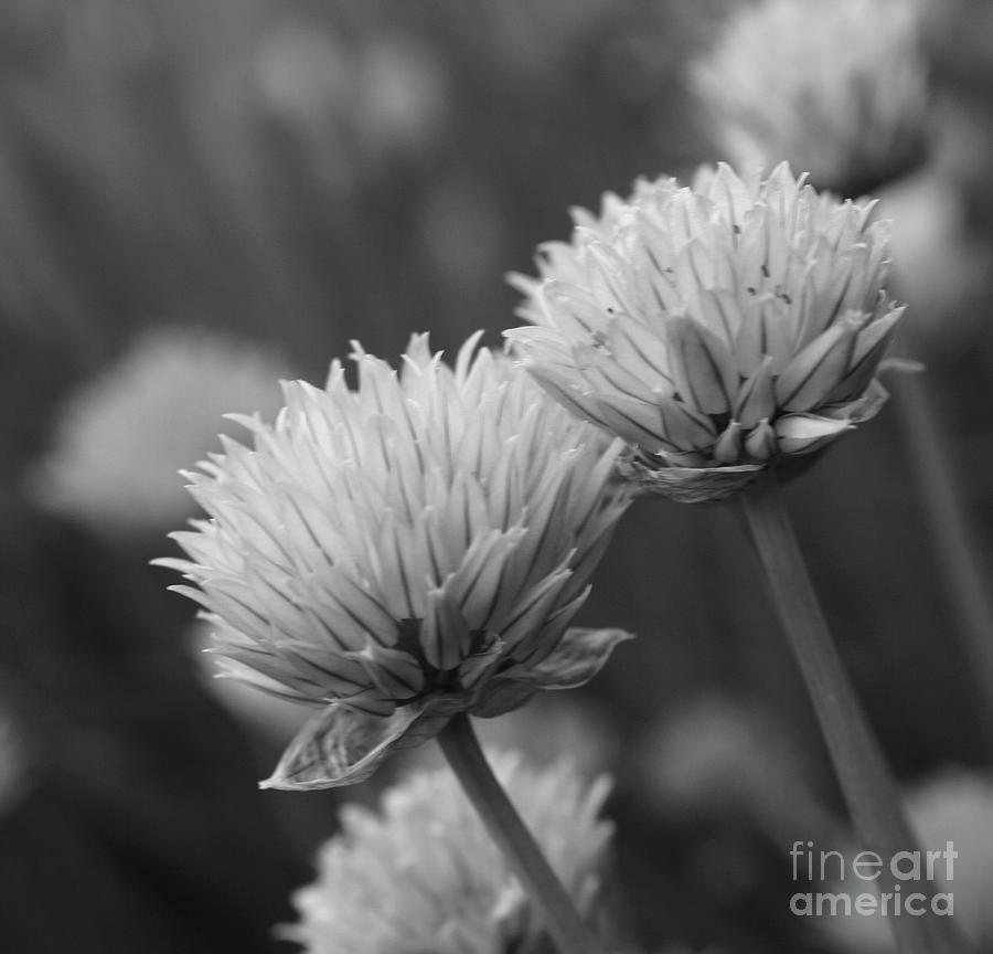 Scallions In Black And White Photograph by Smilin Eyes Treasures