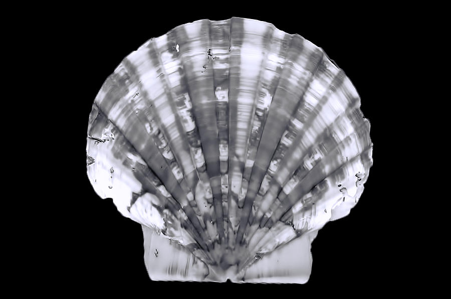 Scallop in Black and White Digital Art by Cathy Anderson