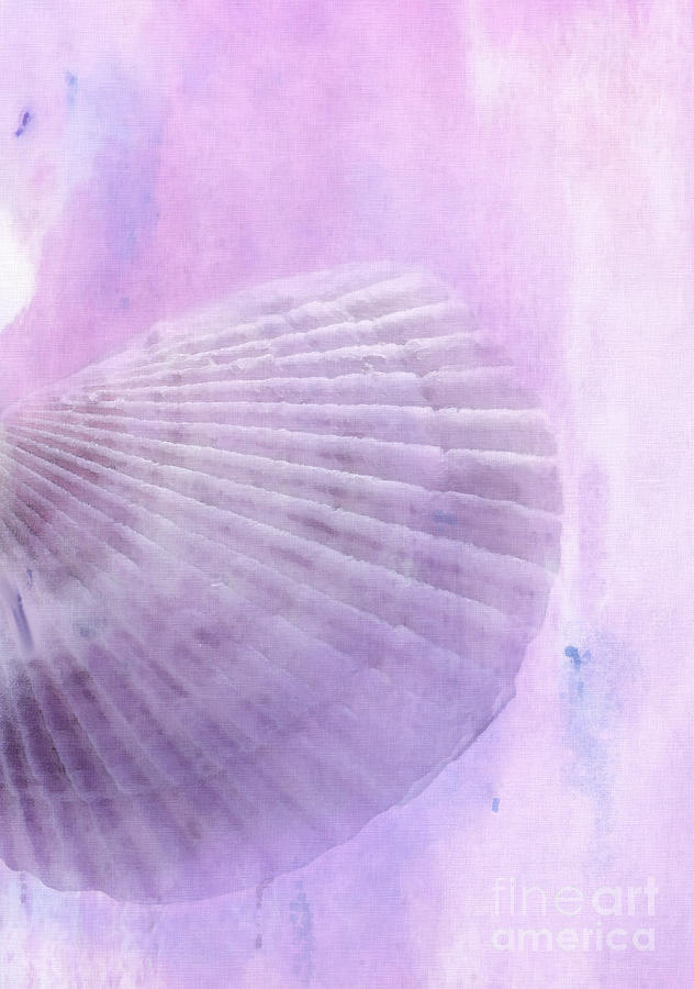 Scallop Sea Shell in Purple Photograph by Betty LaRue