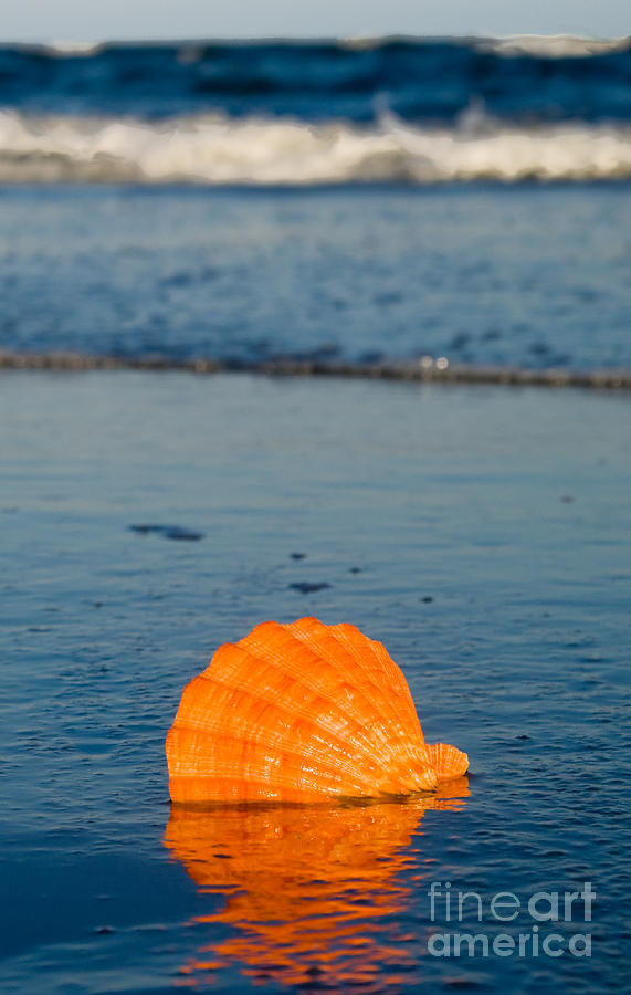 Scallop seashell on the beach Photograph by Anthony Totah