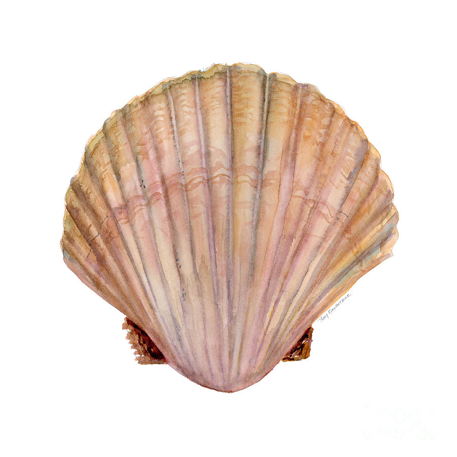 Scallop Shell Acrylic Beige 30x29mm x10