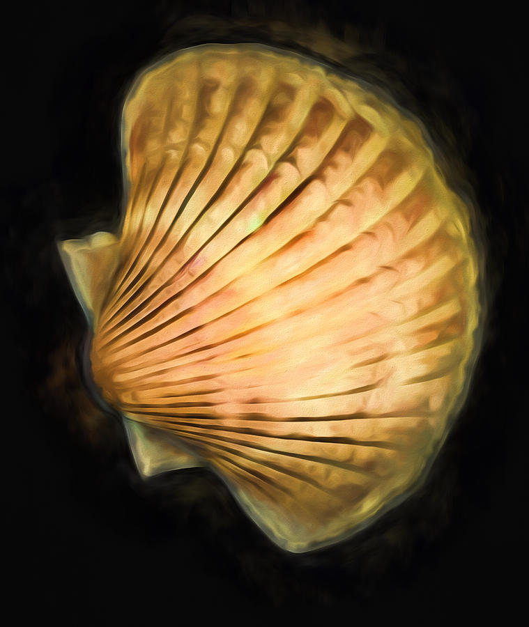 Scallop Shell One Digital Art by Cathy Anderson