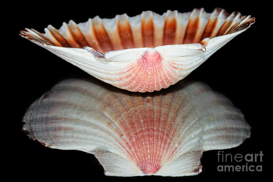 Shell Photograph - Scallop Shell Reflection by Kaye Menner by Kaye Menner