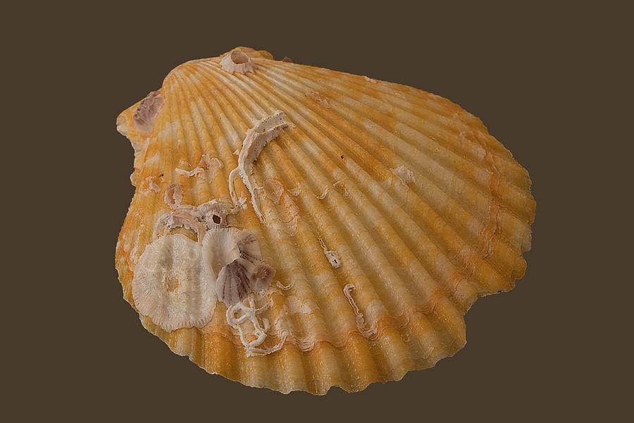 Scallop Shell With Guests Transparency Photograph by Richard Goldman