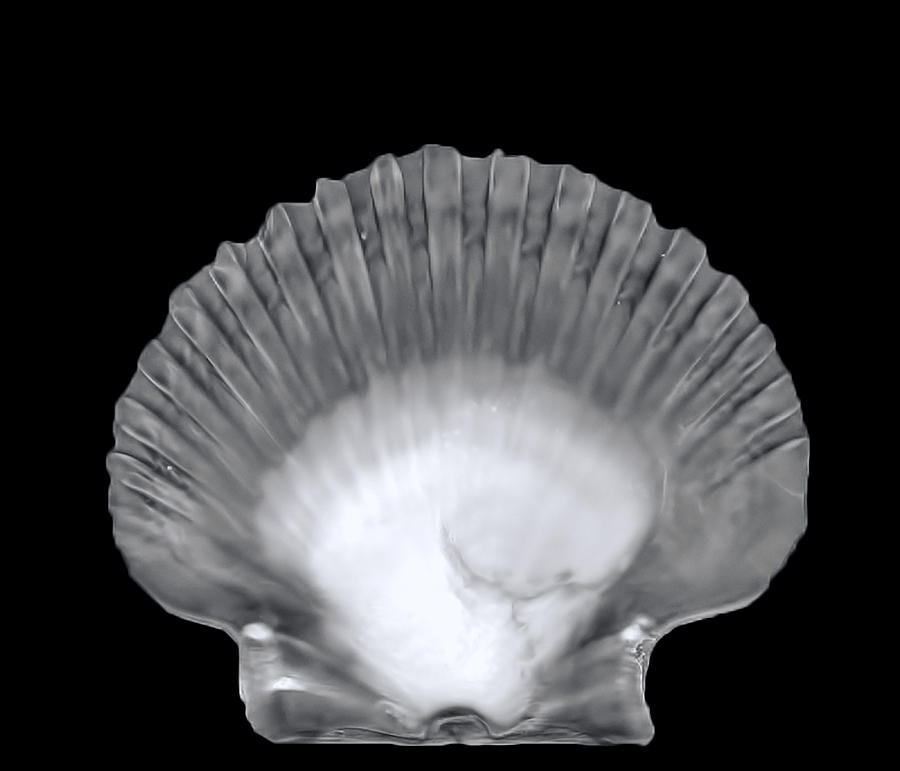 Scallop Shells in BW Digital Art by Cathy Anderson