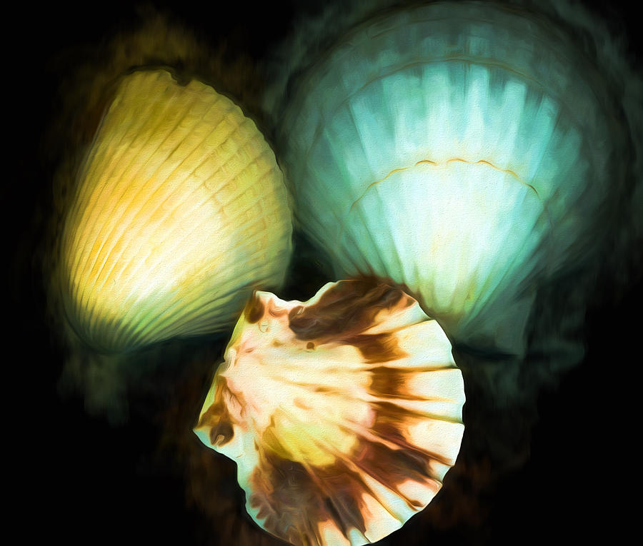 Scallop Shells Painted Digital Art by Cathy Anderson