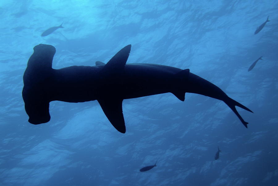 Scalloped Hammerhead shark underwater view Photograph by Sami Sarkis