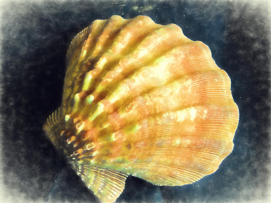Scallops Shell digital painting Digital Art by Cathy Anderson