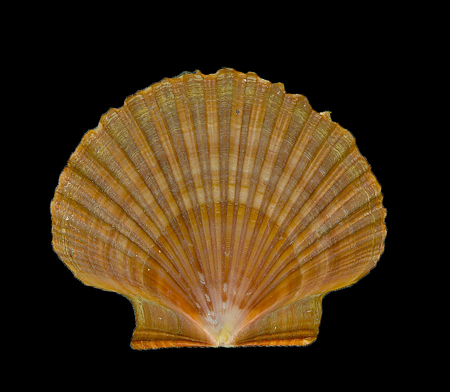 Scallops Shell in natural Digital Art by Cathy Anderson