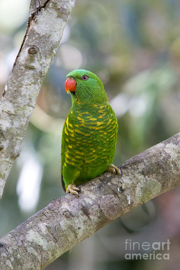 Wildlife Photograph - Scaly-breasted Lorikeet by B. G. Thomson