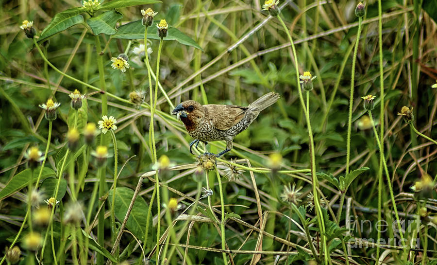 Scaly-breasted Munia Photograph by Michelle Meenawong