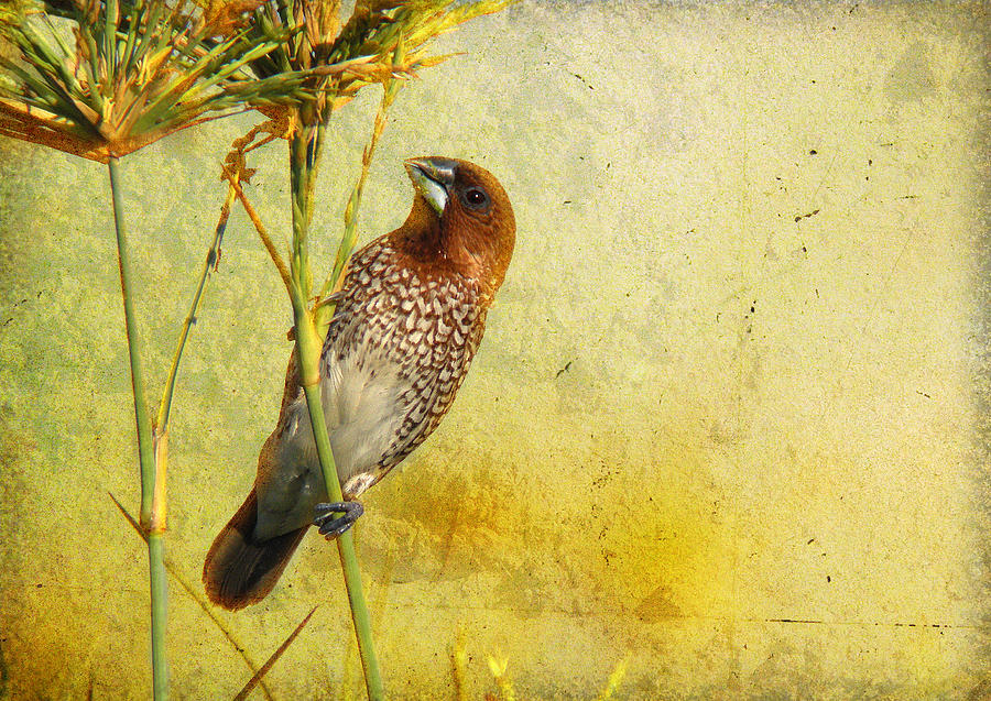 Scaly-breasted Munia Photograph by Perry Van Munster