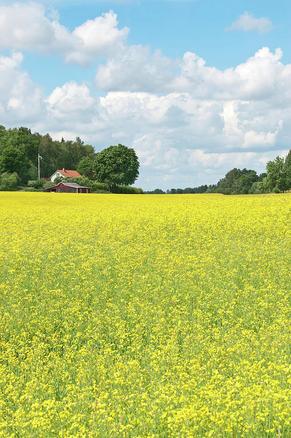 Spring Photograph - Scandinavian summer landscape with yellow meadow by GoodMood Art