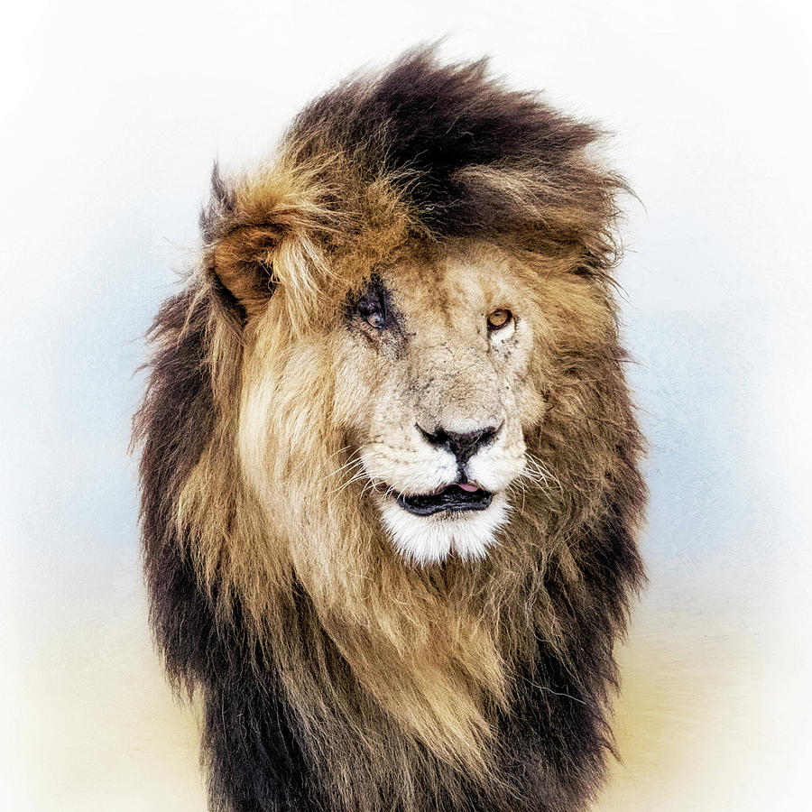 Scar Lion Closeup Square Photograph by Good Focused