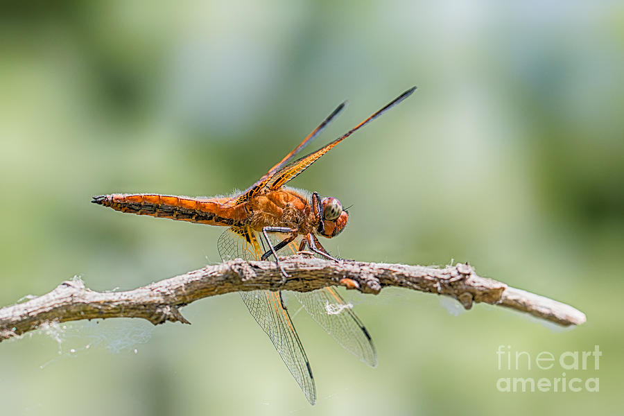 Scarce Chaser Dragonfly Photograph by Jivko Nakev