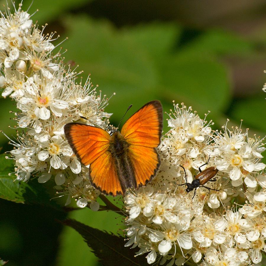 Butterfly Photograph - Scarce copper 2 by Jouko Lehto