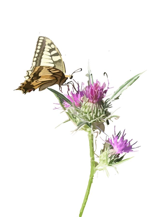Butterfly Photograph - Scarce Swallowtail Butterfly and Thistle Background Removed by Taiche Acrylic Art