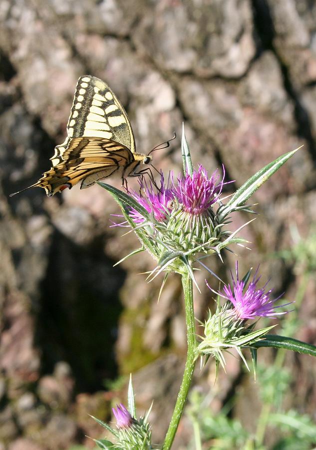 Butterfly Photograph - Scarce Swallowtail Butterfly and Thistle by Taiche Acrylic Art