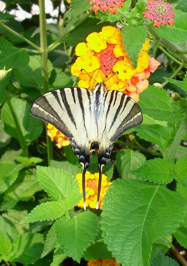 Butterfly Photograph - Scarce Swallowtail Feeding on Lantana by Taiche Acrylic Art